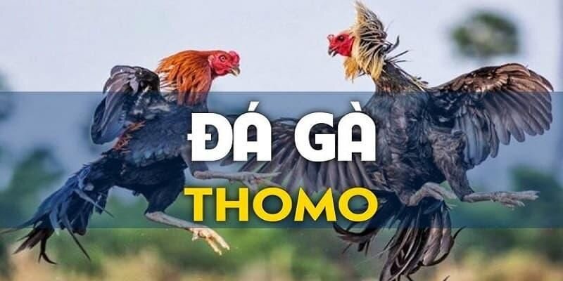 Đá gà Thomo Nohu90