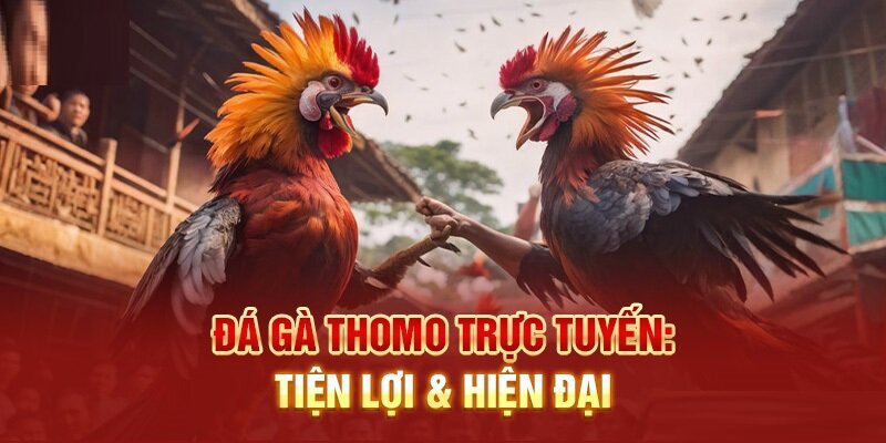 Bạn có thể trực tiếp theo dõi và đặt cược đá gà thomo tại Nohu90